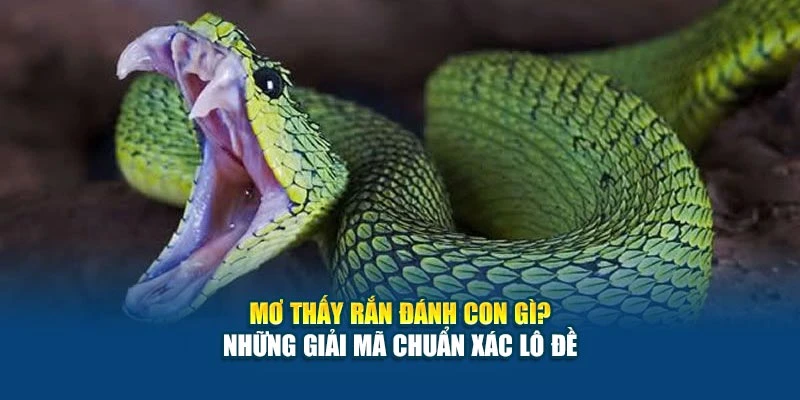 Mơ Thấy Rắn Đánh Con Gì? - Những Giải Mã Chuẩn Xác Lô Đề