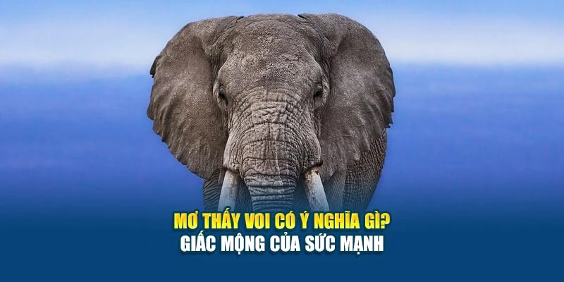 Mơ Thấy Voi Có Ý Nghĩa Gì? - Giấc Mộng Của Sức Mạnh