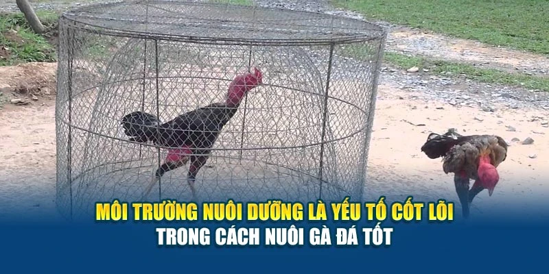 Môi trường nuôi dưỡng là yếu tố cốt lõi trong cách nuôi gà đá tốt